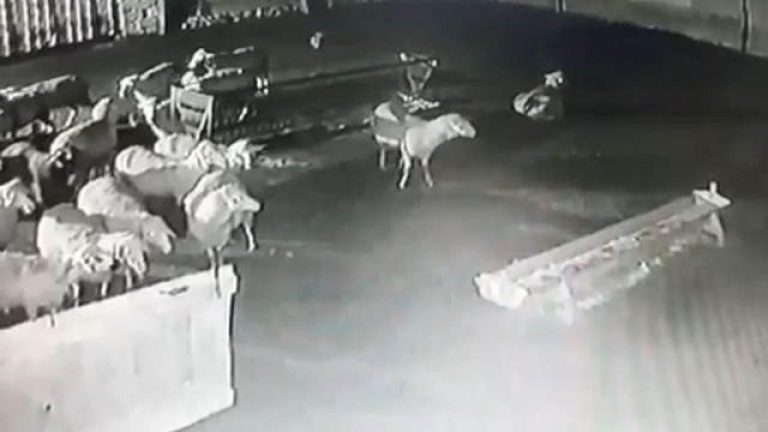 Tunceli’de bir kurt ağıla girerek 6 koyunu öldürdü.